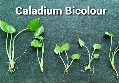 Caladium Bicolor