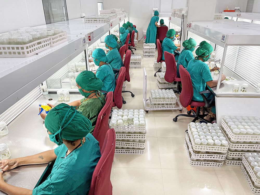 Callus Biotech Infrastructure