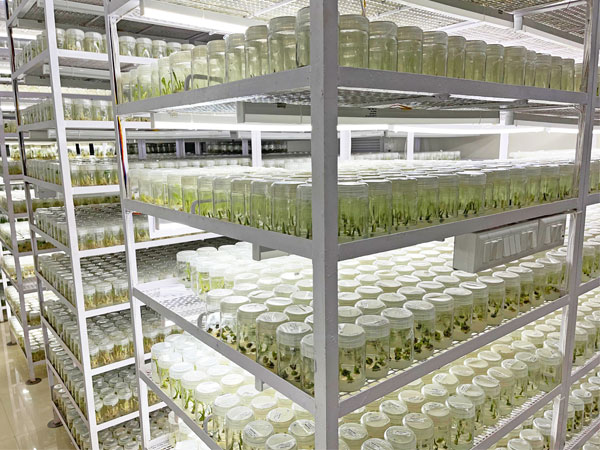 Callus Biotech Infrastructure