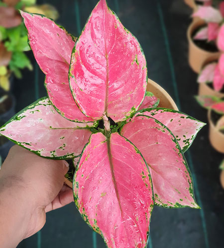 Aglaonema Red Anjamani