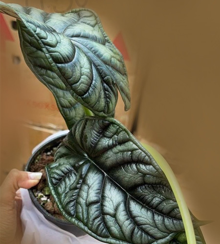 Alocasia Dragon Scale