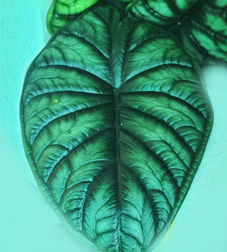 Alocasia Dragon Scale