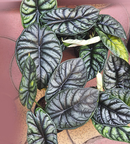 Alocasia Dragon Scale