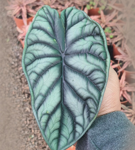 Alocasia Dragon Scale