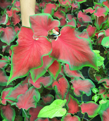 Caladium
